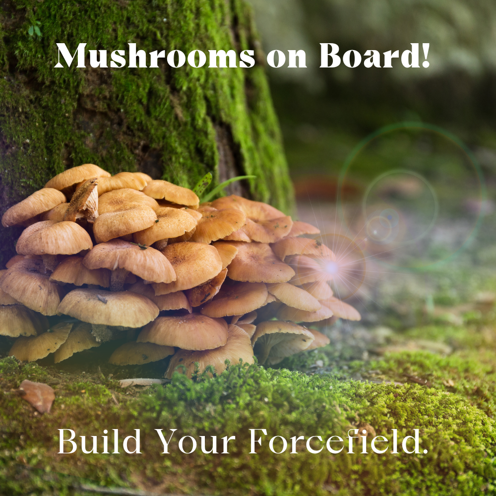 Urban Moonshine Mothership Mushroom