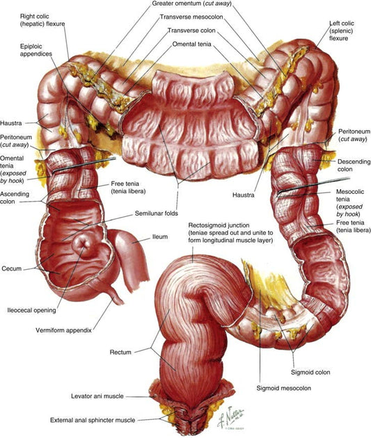 Colon Super Flush Cleanse