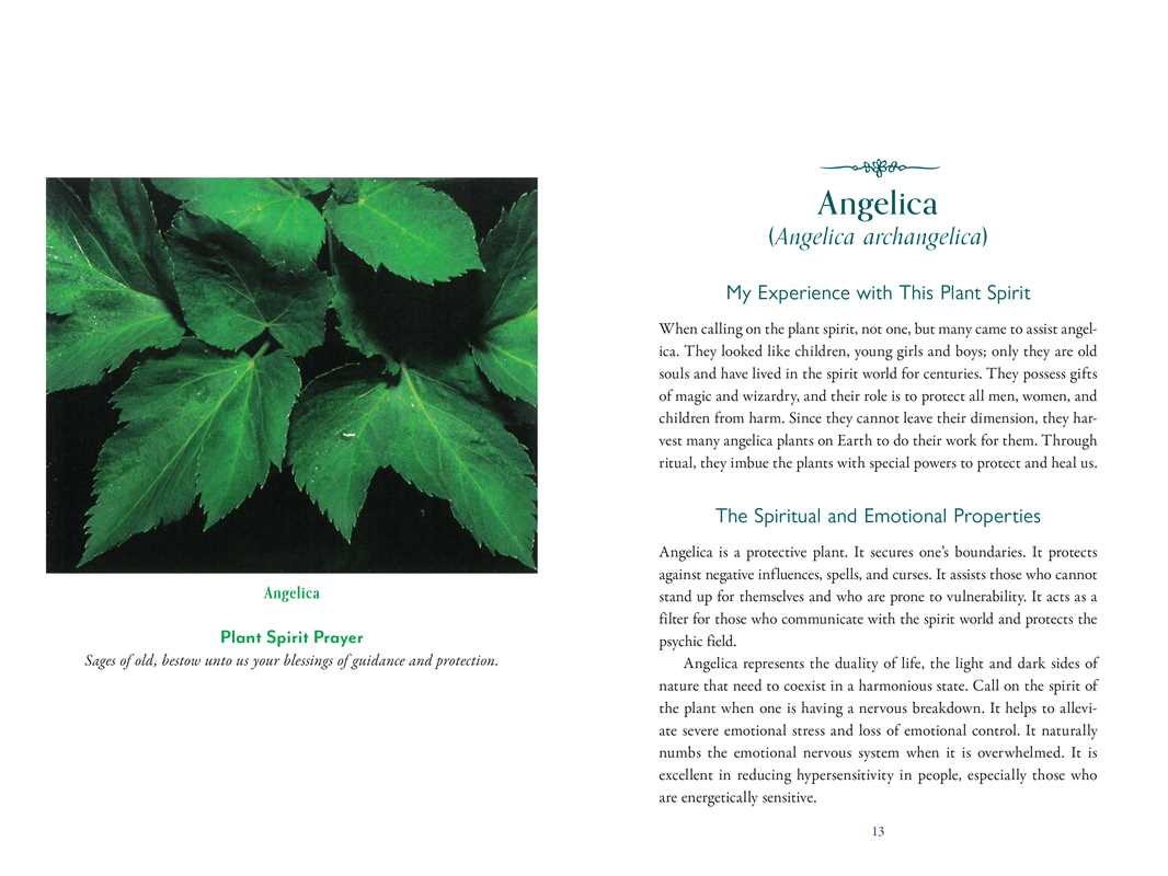 Divine Nature of Plants by Laura Aversano: Paperback; 288 pages / English
