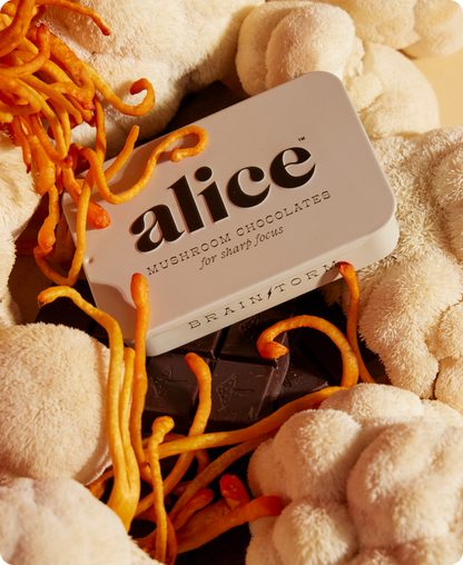 Brainstorm — mushroom chocolate supplement for focus