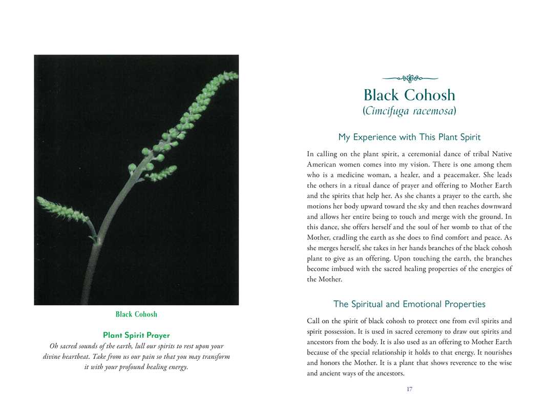 Divine Nature of Plants by Laura Aversano: Paperback; 288 pages / English