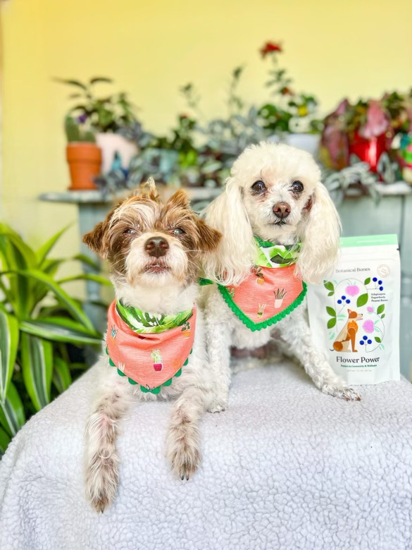 Flower Power - Superfood Dog Treats