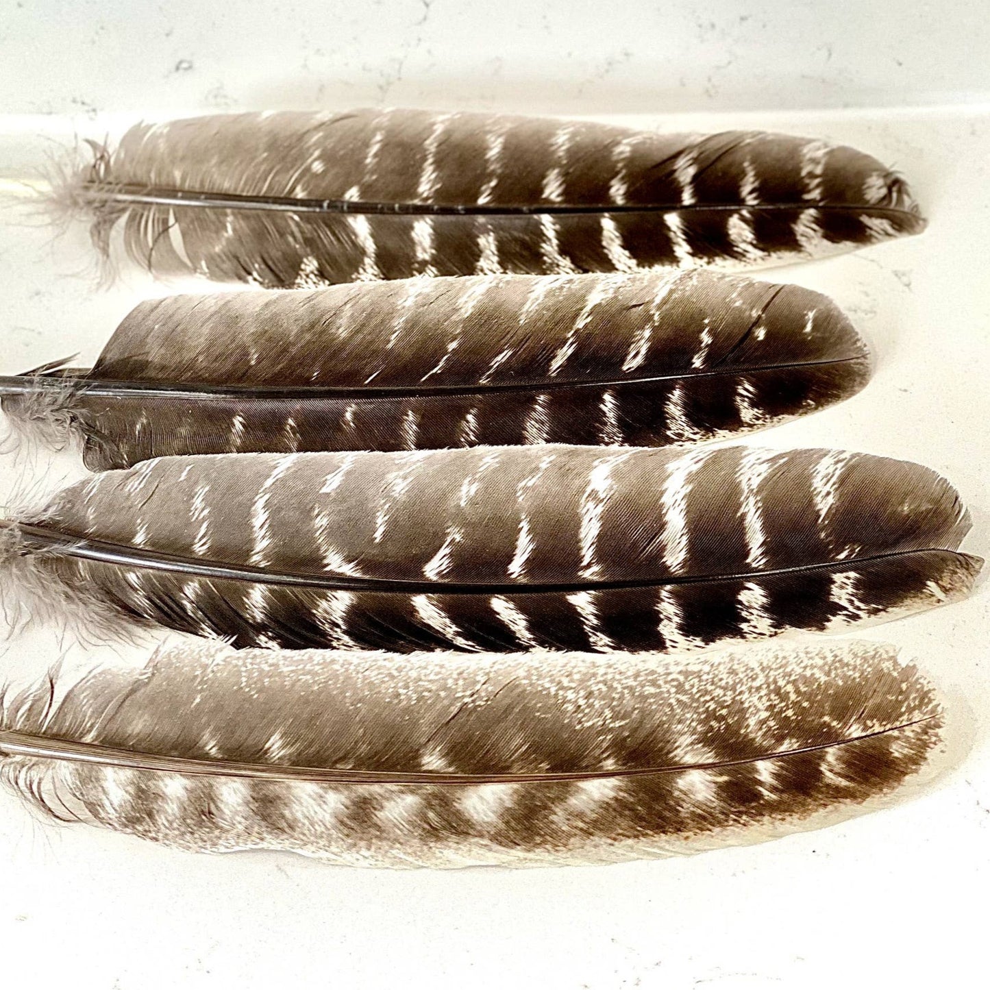 Turkey Feathers for Smudging